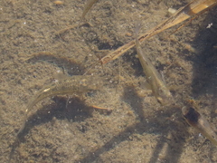 Cyprinodon variegatus