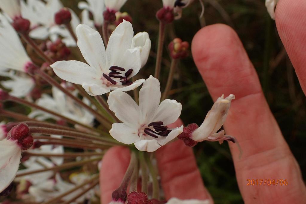 Nerine pancratioides, Wildlands Dartmoor: GPS accuracy