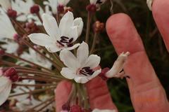 Nerine pancratioides