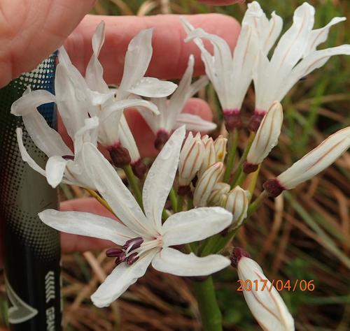 Nerine pancratioides