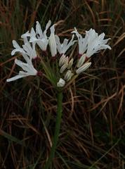 Nerine pancratioides