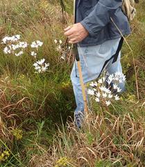 Nerine pancratioides