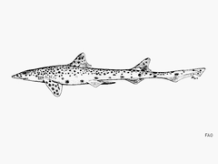 Graceful Catshark photo 2
