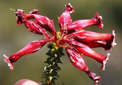 Erica aristata aristata