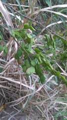 Phyllodium pulchellum