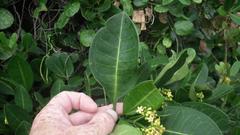 Psychotria capensis capensis