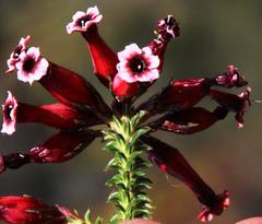 Erica aristata aristata