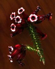 Erica aristata aristata