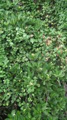 Psychotria capensis capensis