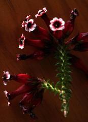 Erica aristata aristata