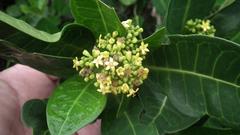 Psychotria capensis capensis