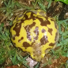 Uperodon systoma