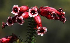 Erica aristata aristata