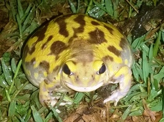 Uperodon systoma