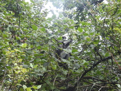 Semnopithecus schistaceus