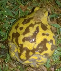 Uperodon systoma