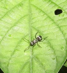 Polyrhachis schlueteri