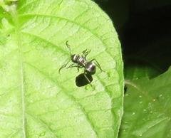 Polyrhachis schlueteri