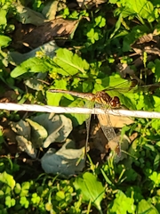 Sympetrum infuscatum