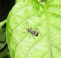 Polyrhachis schlueteri