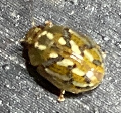 Paropsisterna galatea