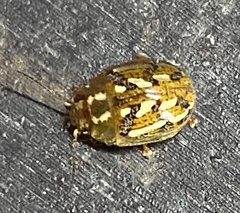 Paropsisterna galatea