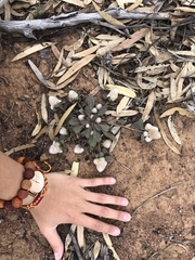 Ptilotus holosericeus