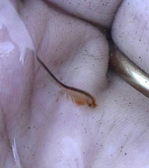 Branchinecta paludosa