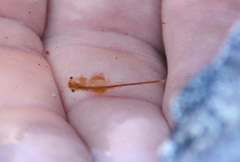 Branchinecta paludosa