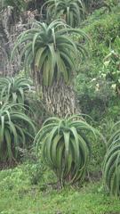 Aloe thraskii