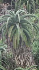 Aloe thraskii