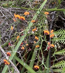 Daviesia flexuosa