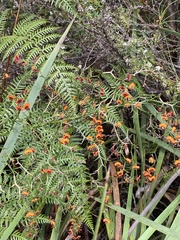 Daviesia flexuosa