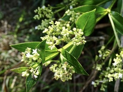 Hedyotis acutangula