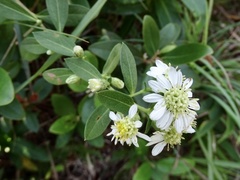 Aster baccharoides