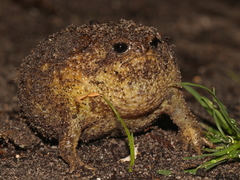 Breviceps gibbosus
