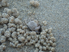 Dotilla wichmanni