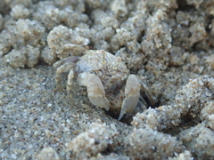 Dotilla wichmanni