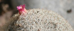 Mammillaria supertexta