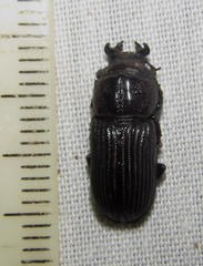 Nigidius delegorguei