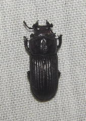 Nigidius delegorguei