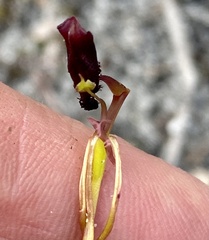 Drakaea thynniphila
