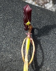 Drakaea thynniphila