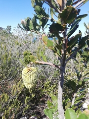 Banksia lemanniana