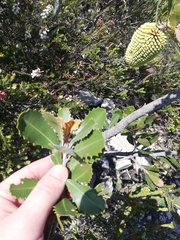 Banksia lemanniana