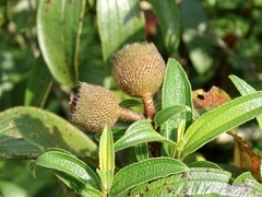 Melastoma sanguineum