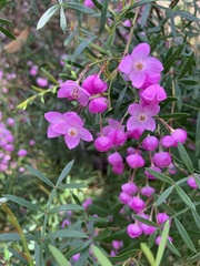 Boronia thujona