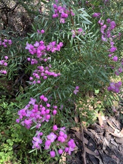 Boronia thujona