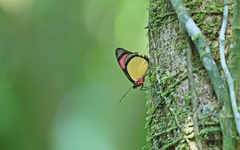 Batesia hypochlora