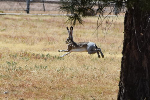 Black-tailed Jackrabbit photographed in Texas